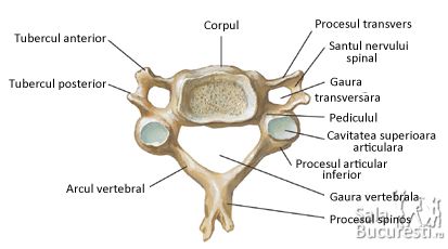 coloana vertebrala- vertebra cervicala
